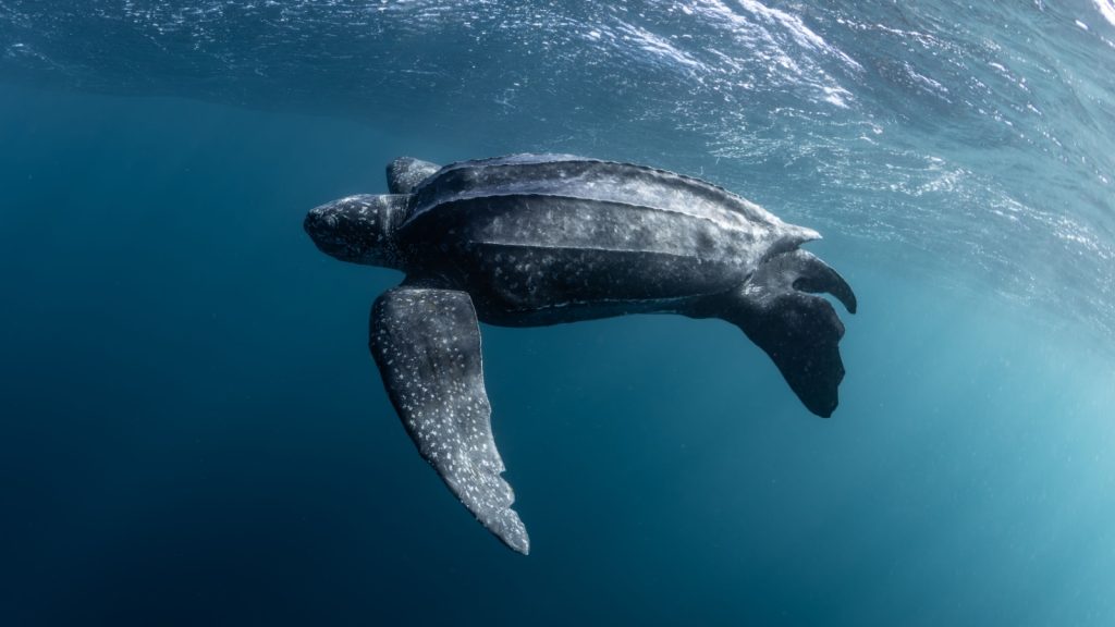 Leatherback Sea Turtle in the ocean