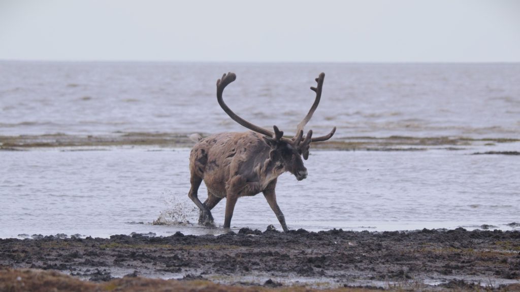 Caribou crossing the river