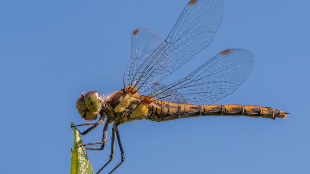 Dragonfly on a plant