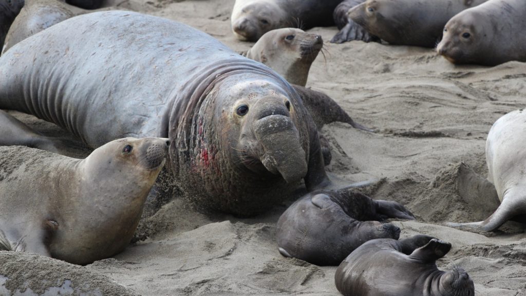 Northern Elephant Seal with its babies