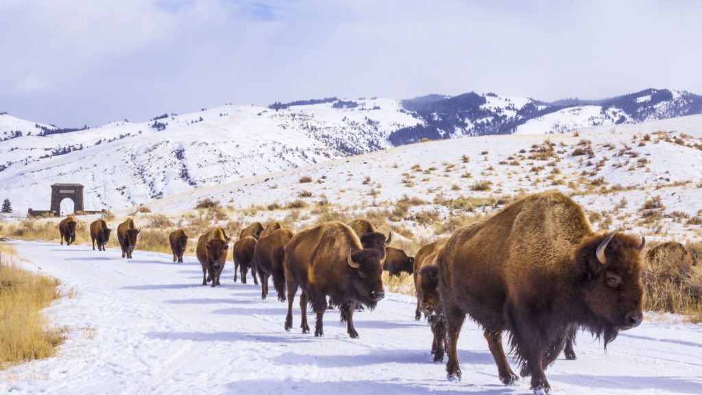 bisons walking in line, leaving yellowstone