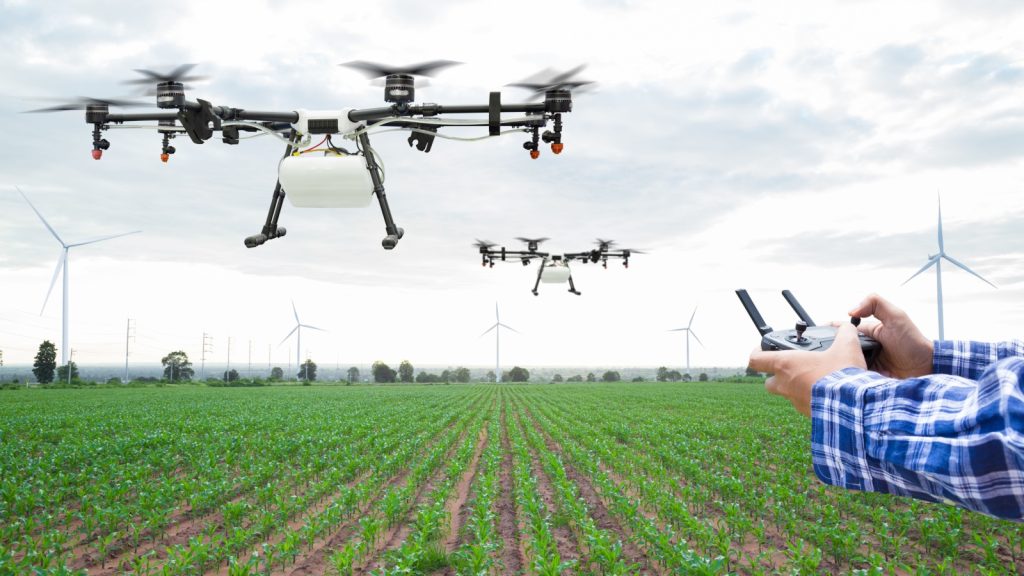 Farmer control agriculture drone fly to sprayed fertilizer on the green corn field