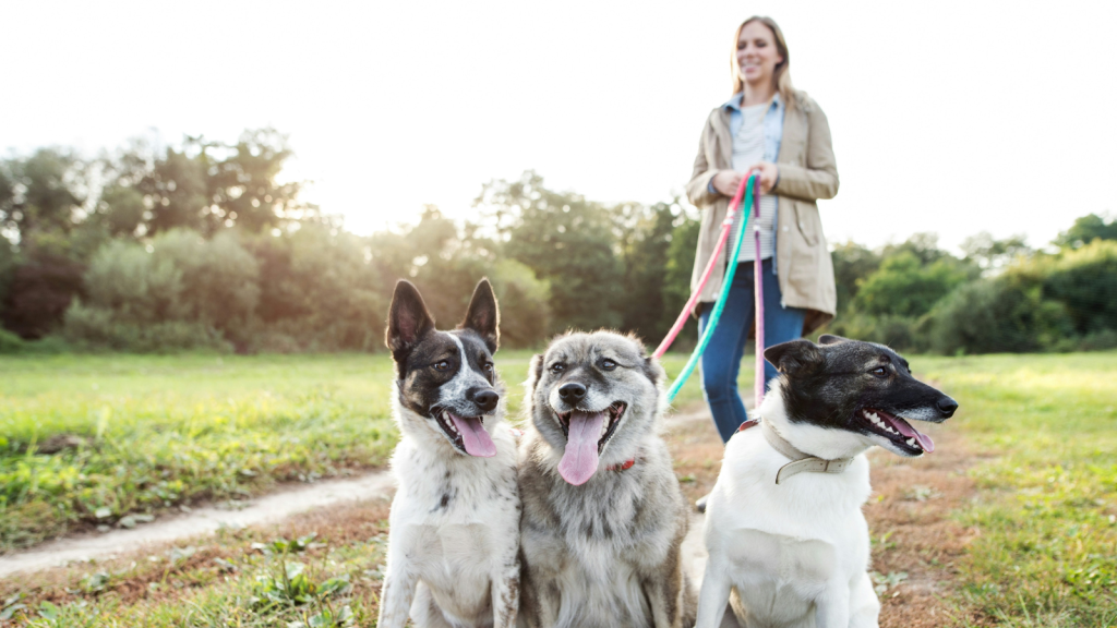 dog walker with three dogs
