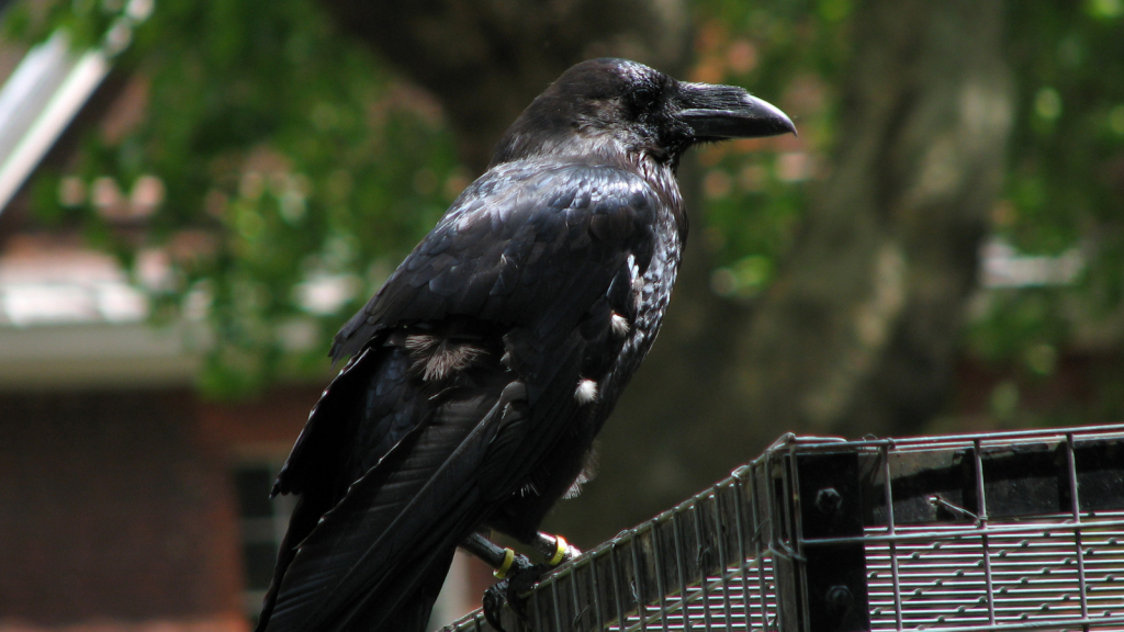 a raven in the tower of london
