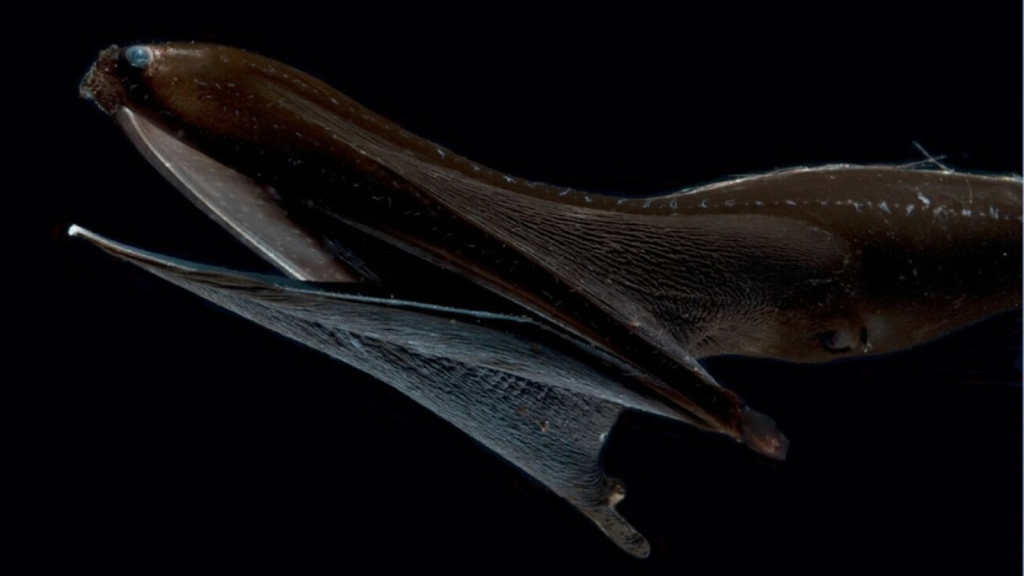 gulper eel
