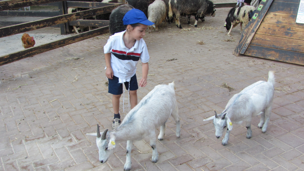 jerusalem petting zoo
