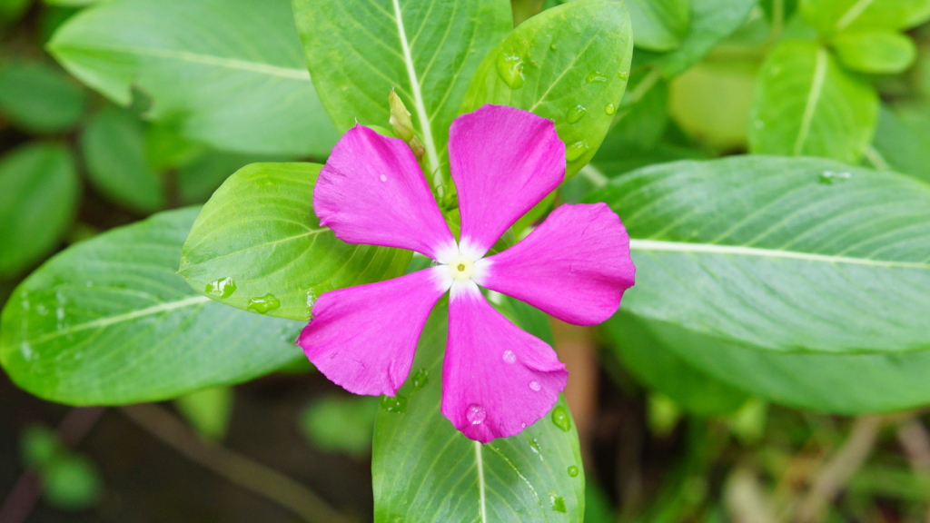 rosy periwinkle, Catharanthus roseus