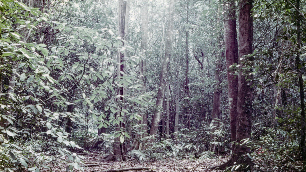 daintree national park rainforest