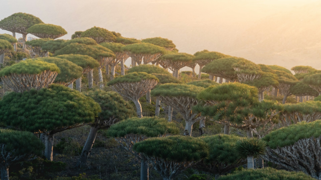 Socotra Island, Yemen