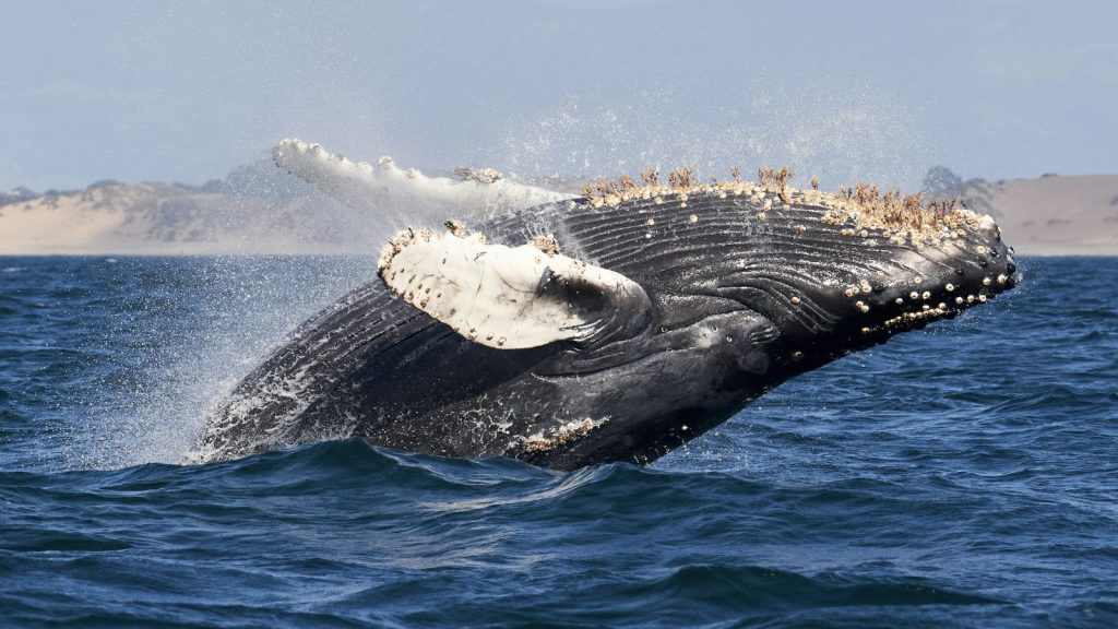 Humpback whale breaches towards the surface