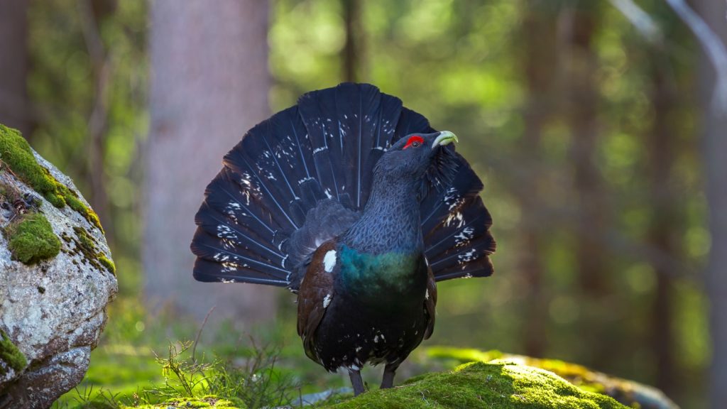 Capercaillie