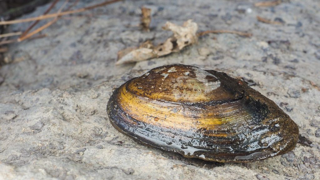 Freshwater Pearl Mussel