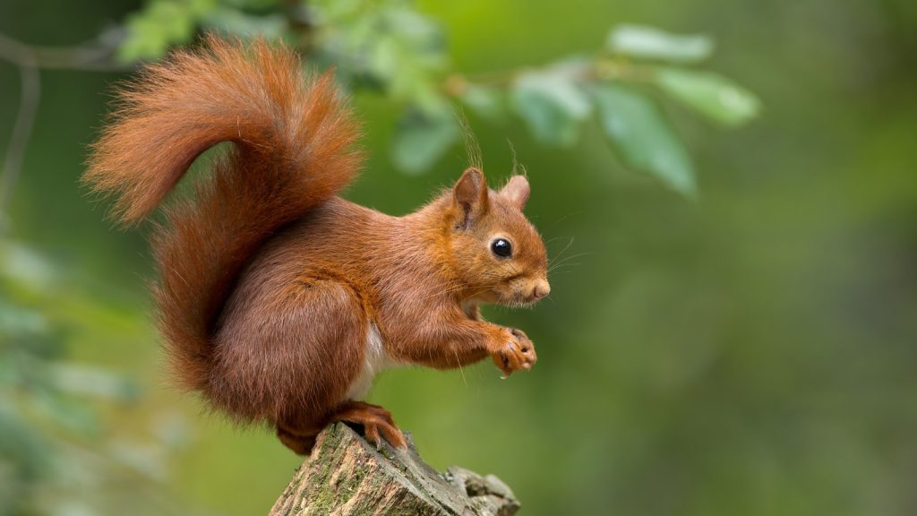 Red Squirrel