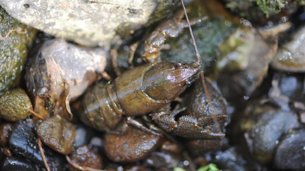 White-clawed Crayfish