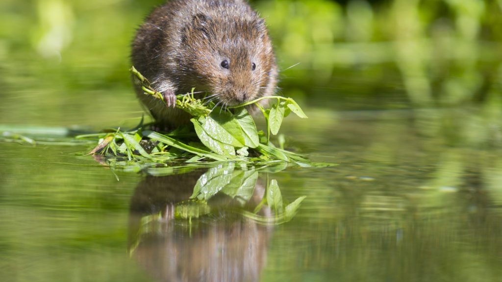 Water Vole