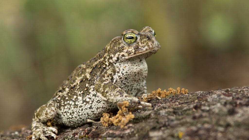 Natterjack Toad