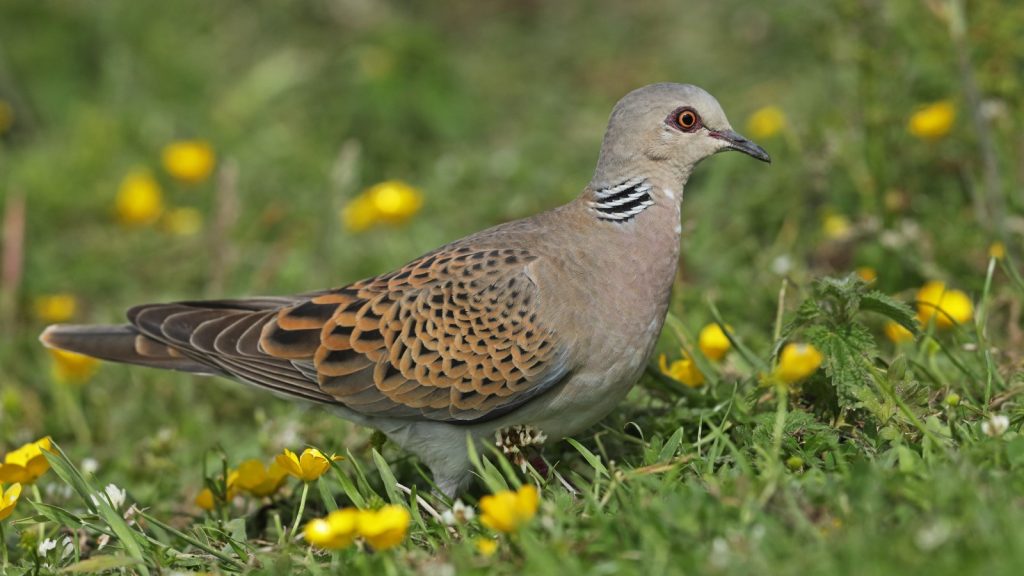 Turtle Dove