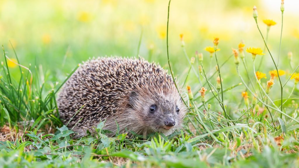 Hedgehog