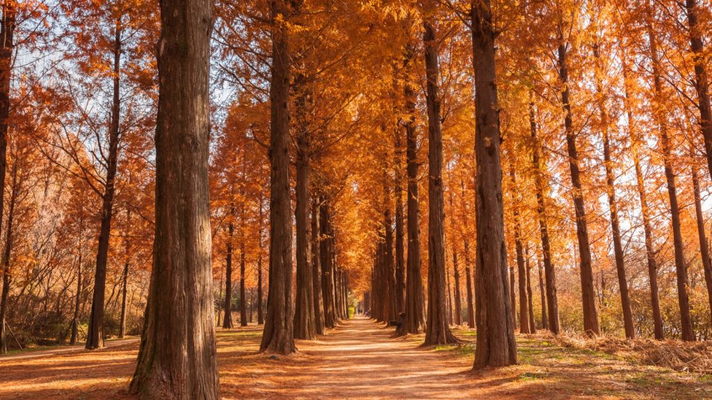 Dawn Redwood