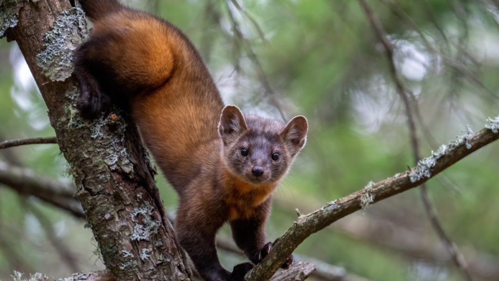 Pine Marten