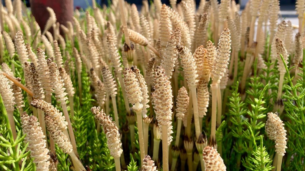 Horsetails