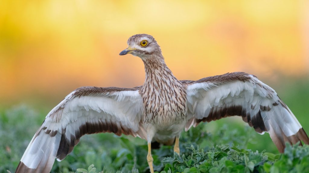 Curlew