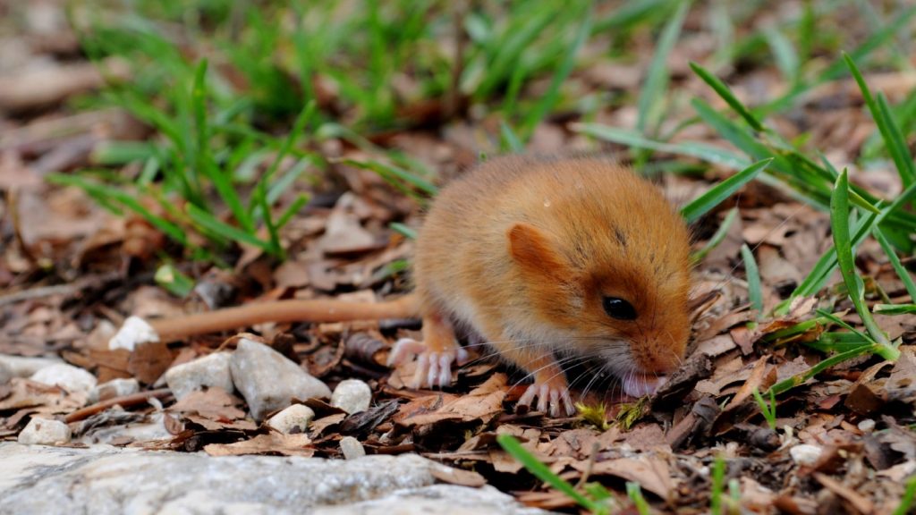 Hazel Dormouse