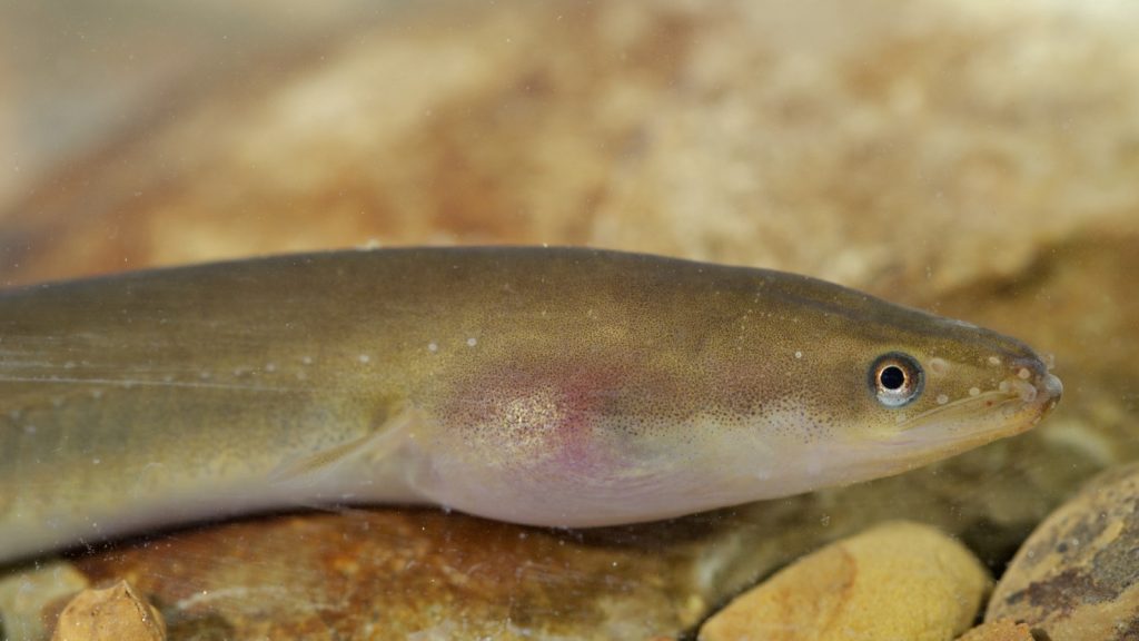 European Eel