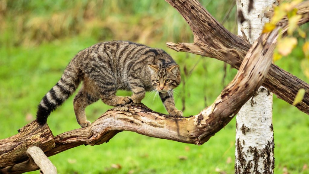 Scottish Wildcat