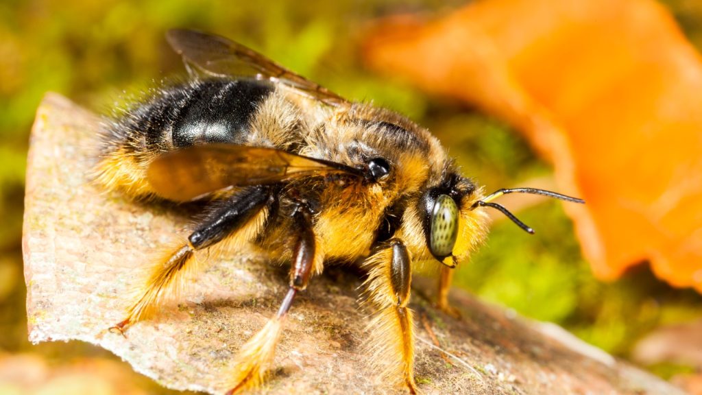 Great Yellow Bumblebee