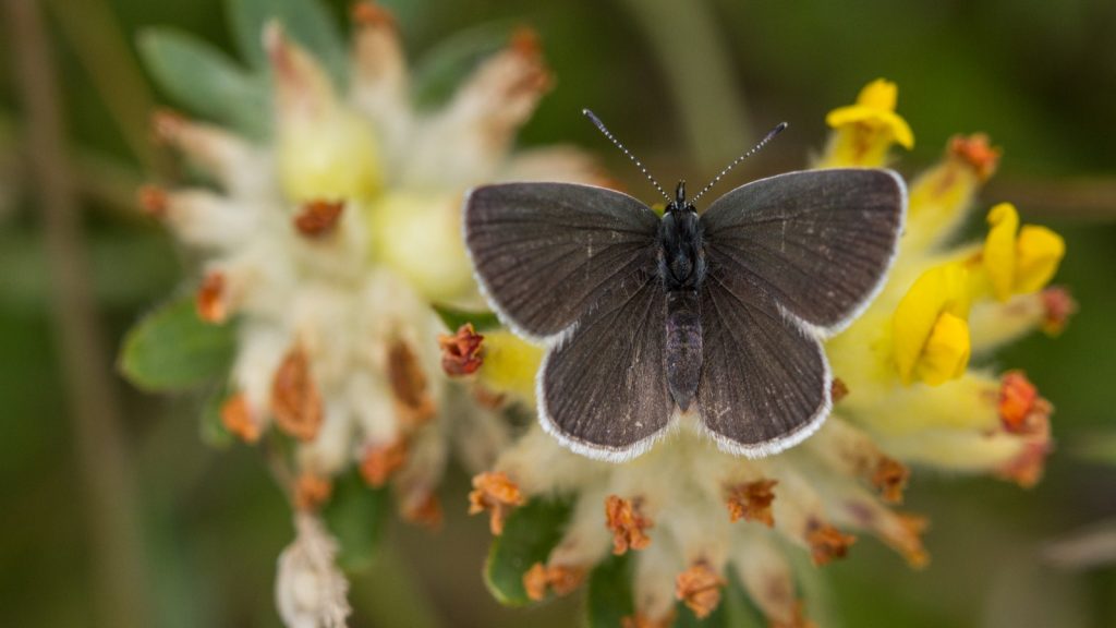 Small Blue Butterfly