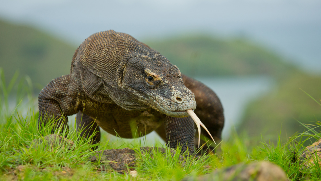 komodo dragon sitting on the ground against the backdrop of stunning scenery