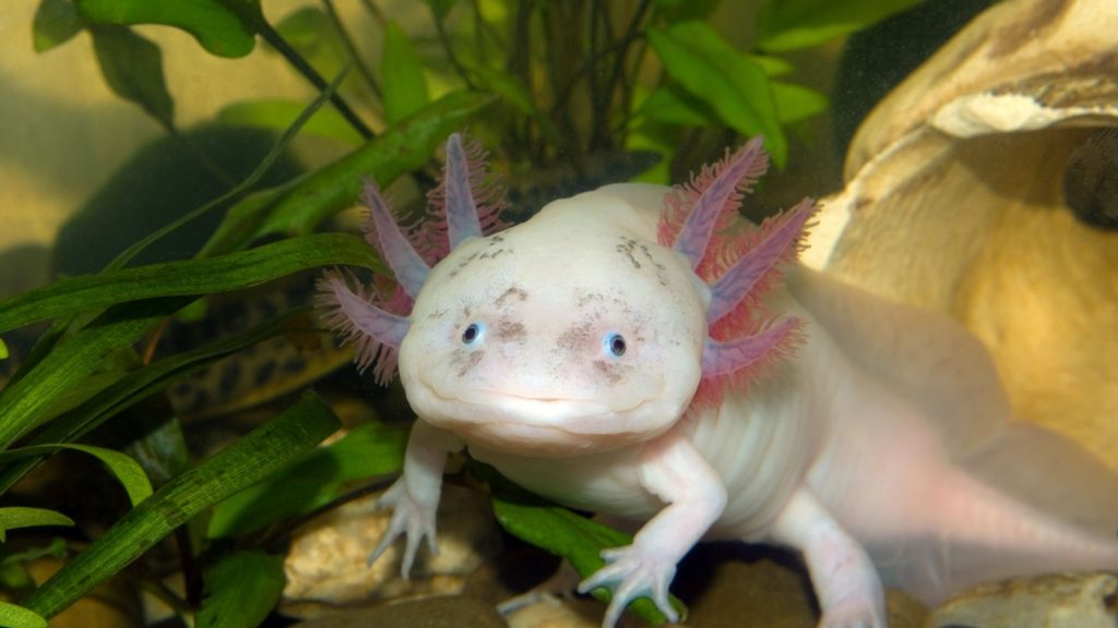 underwater Axolotl portrait close up in an aquarium