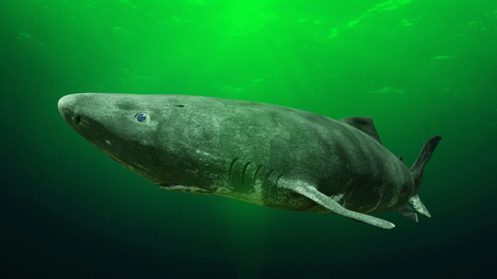 greenland shark near the ocean ground, somniosus microcephalus - shark with the longest known lifespan of all vertebrate species