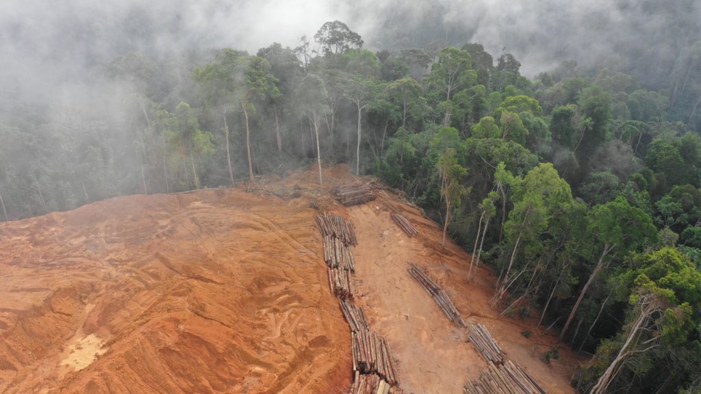 deforestation, illegal logging