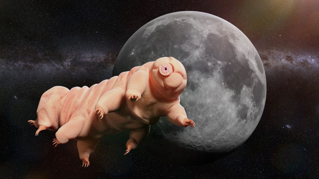 a photo of a tardigrade in space