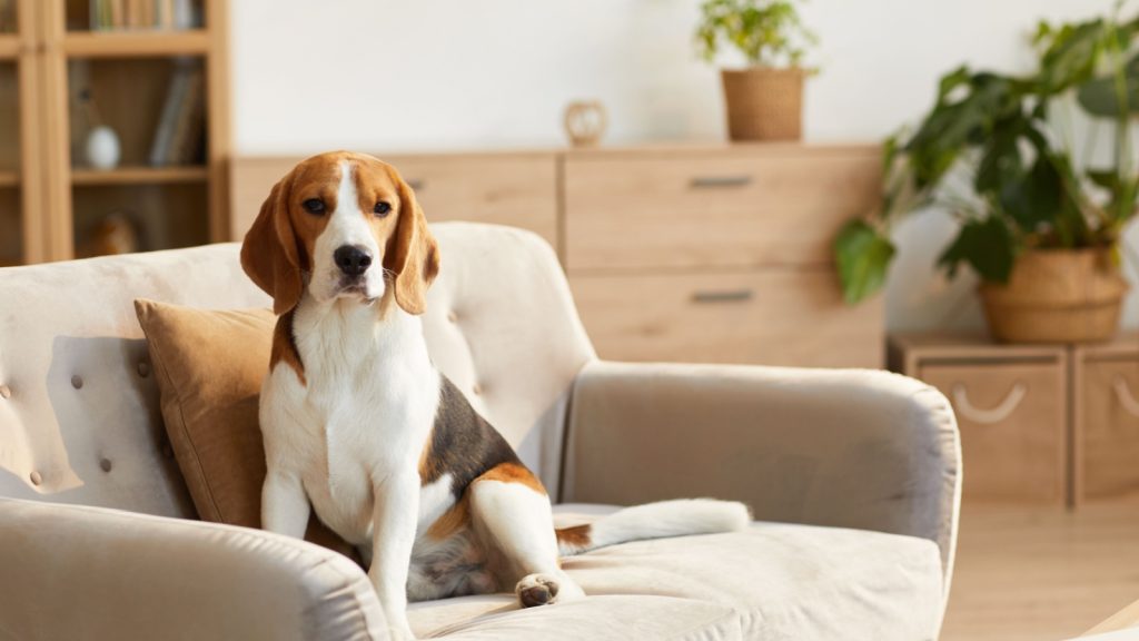 cute beagle dog sitting on couch in cozy home with sunlight