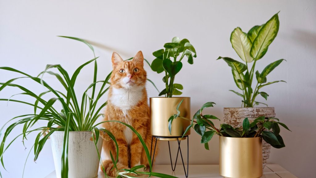 Ginger cat sitting near a set of green potted houseplants