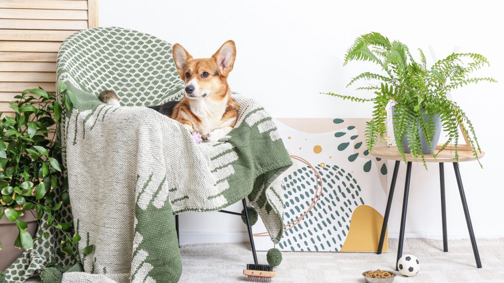 cute corgi sitting on a chair with cover