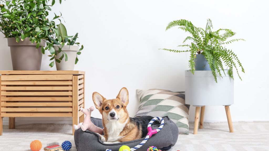 a cute dog lying on the pet bed with toys