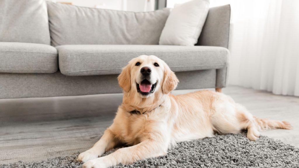 Closeup photo of cute dog lying on the gray floor carpet