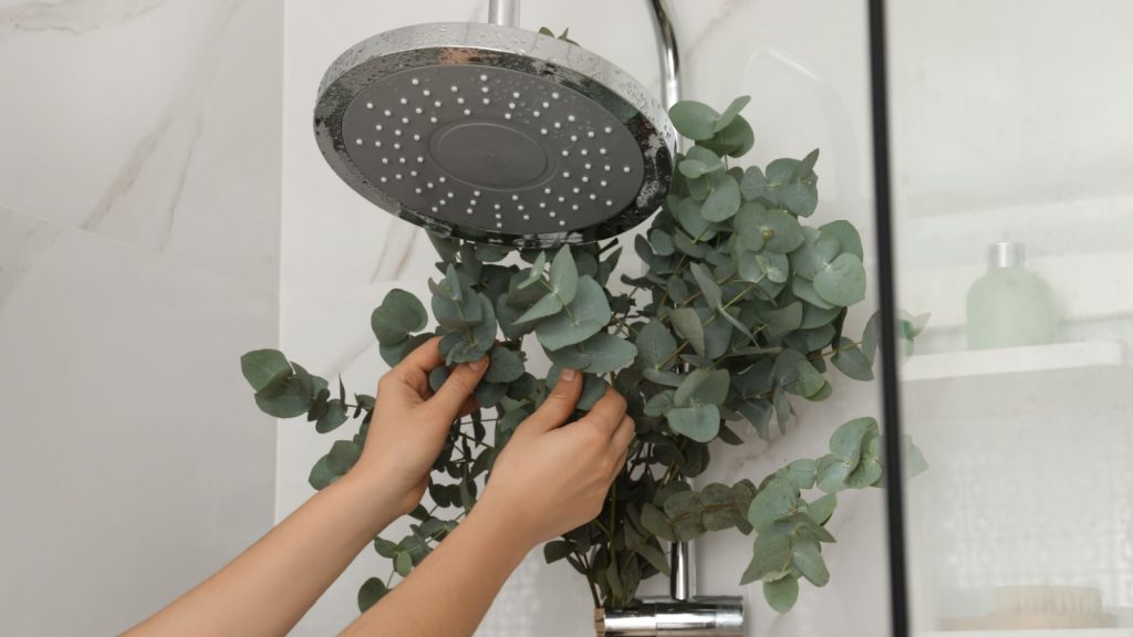 close-up of woman hanging branches with green eucalyptus leaves on shower