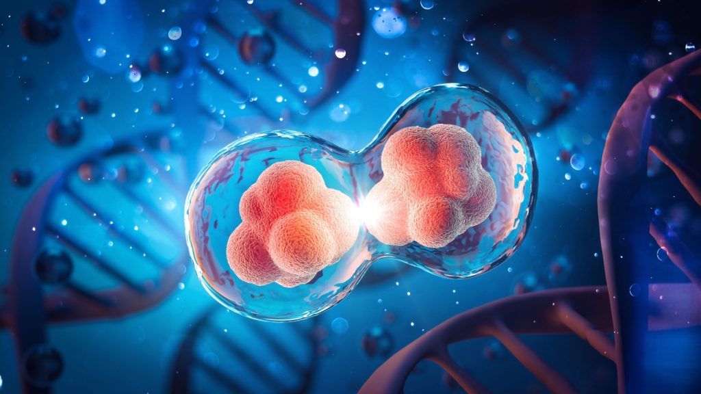 human cell division under a microscope and dna