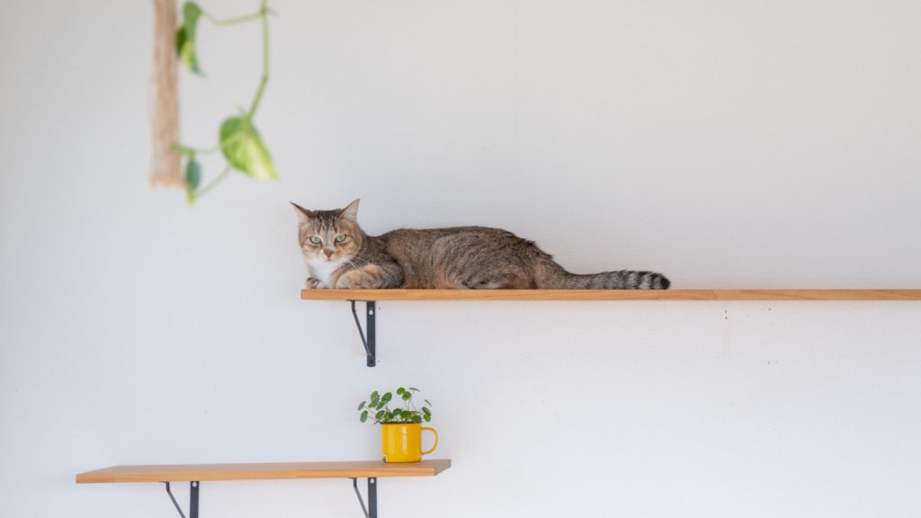 cat sitting in a catloaf relaxing on a catwalk