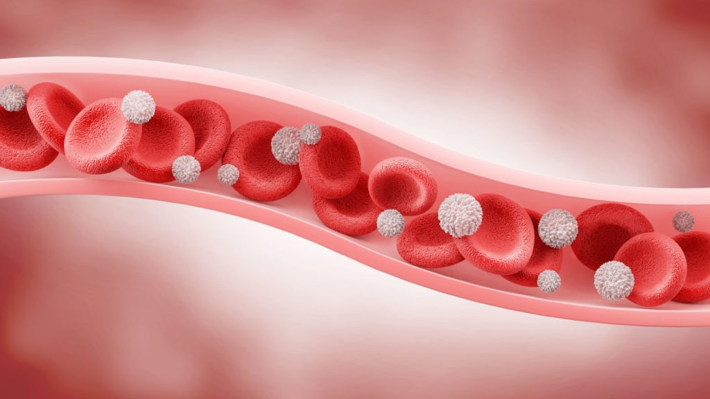 Blood vessel with flowing Red blood and White blood cells