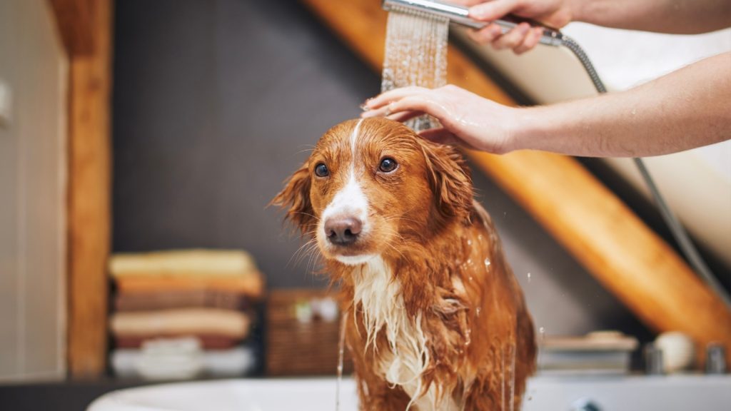 Dog taking bath at a bathroom