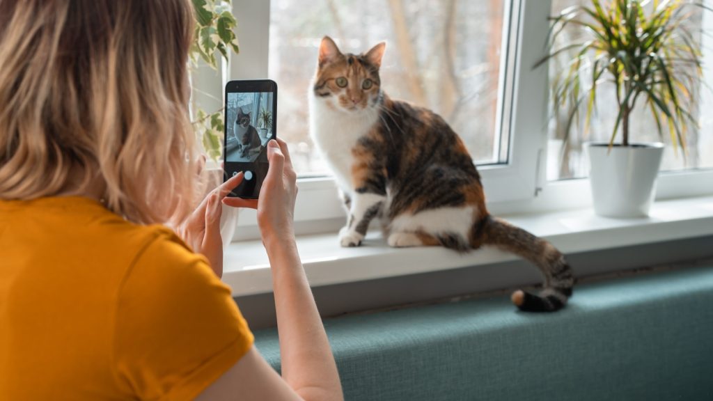 Young woman sitting on sofa taking photo of cat on window sill