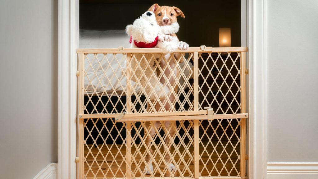 Cute puppy standing behind pet gate with dog toy in mouth