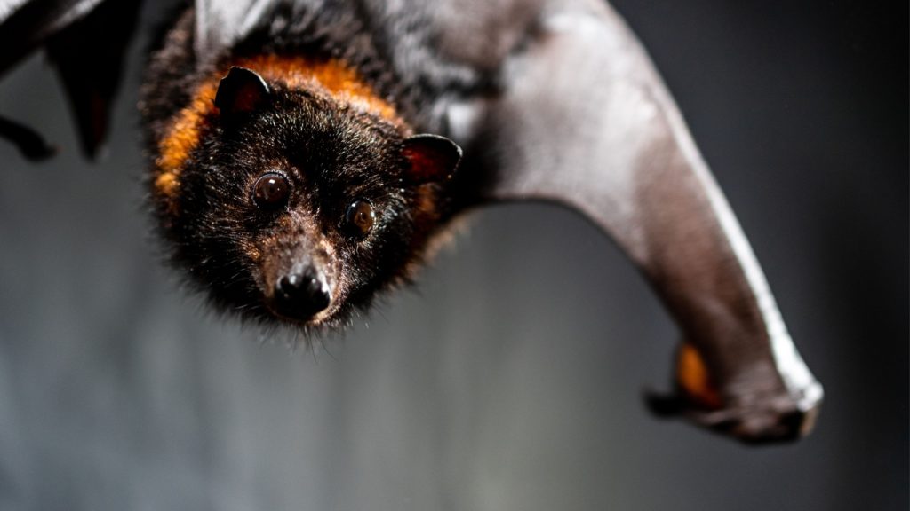 A close-up of a hanging a fruit bat