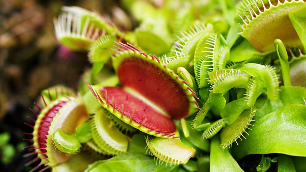 venus flytraps